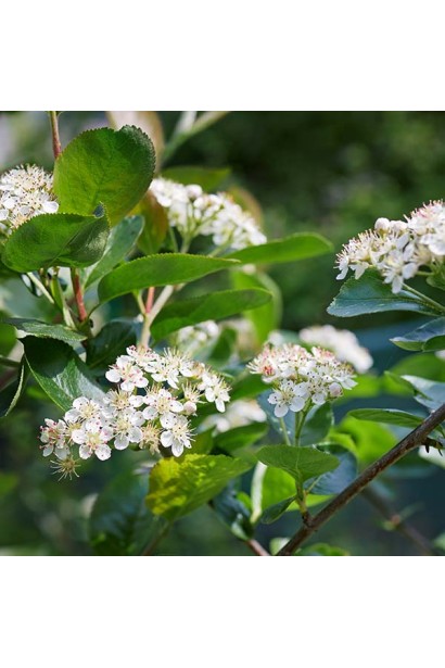 Квіти Аронії Брілліант
